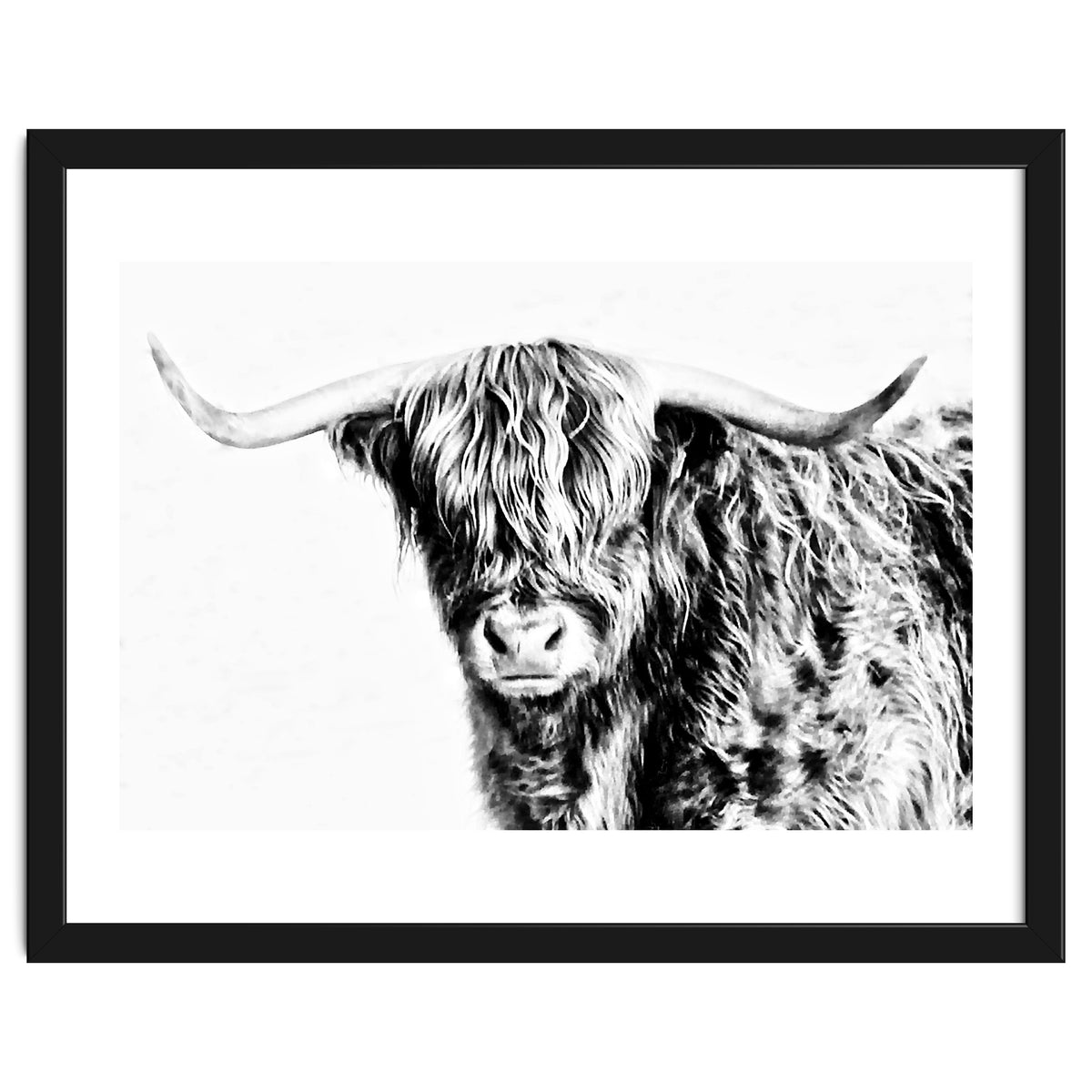 Highland bull