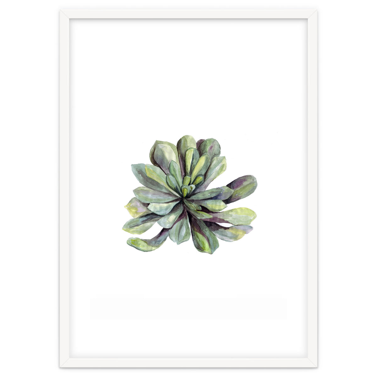 Botanical Illustration Succulent