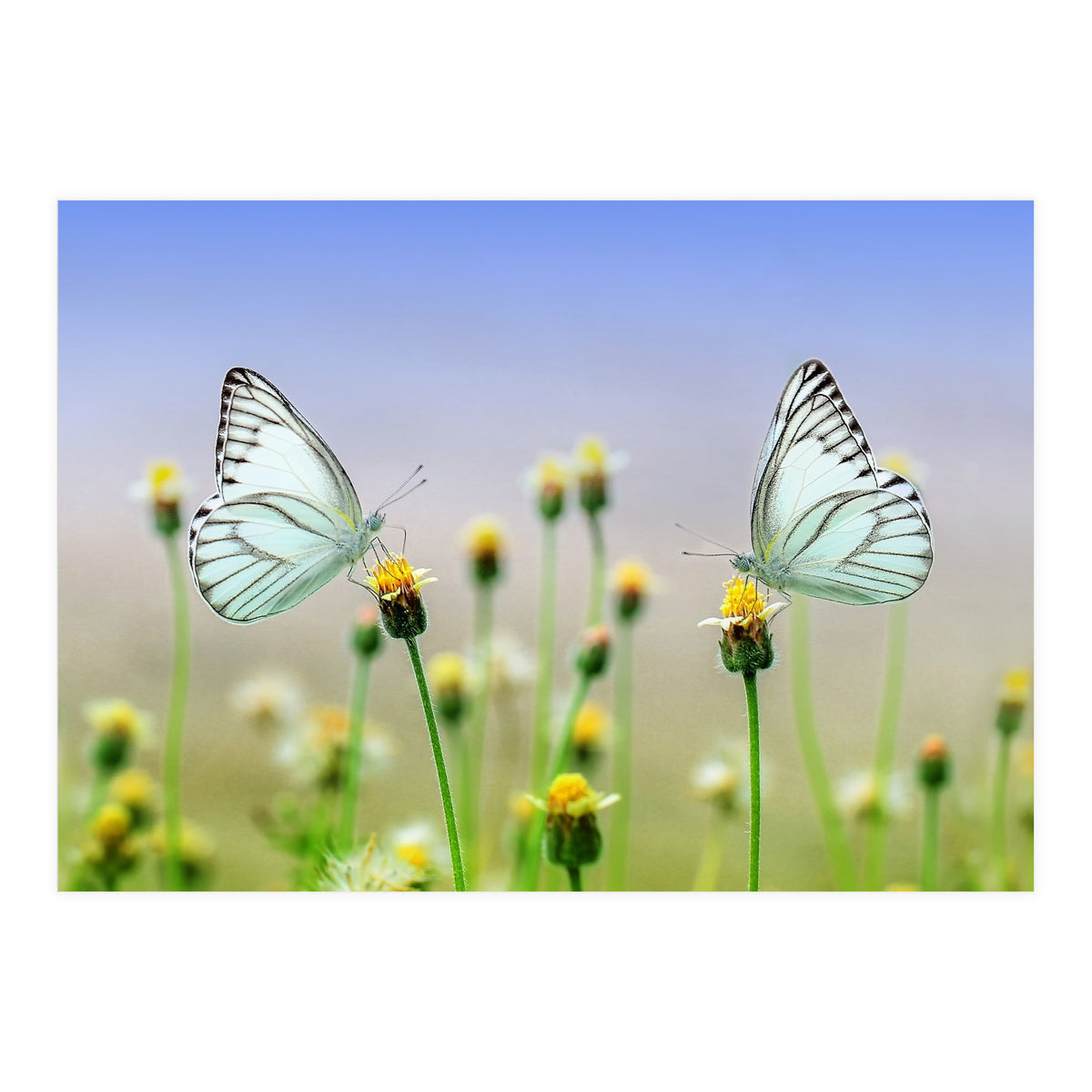 Butterfly (Print Only)