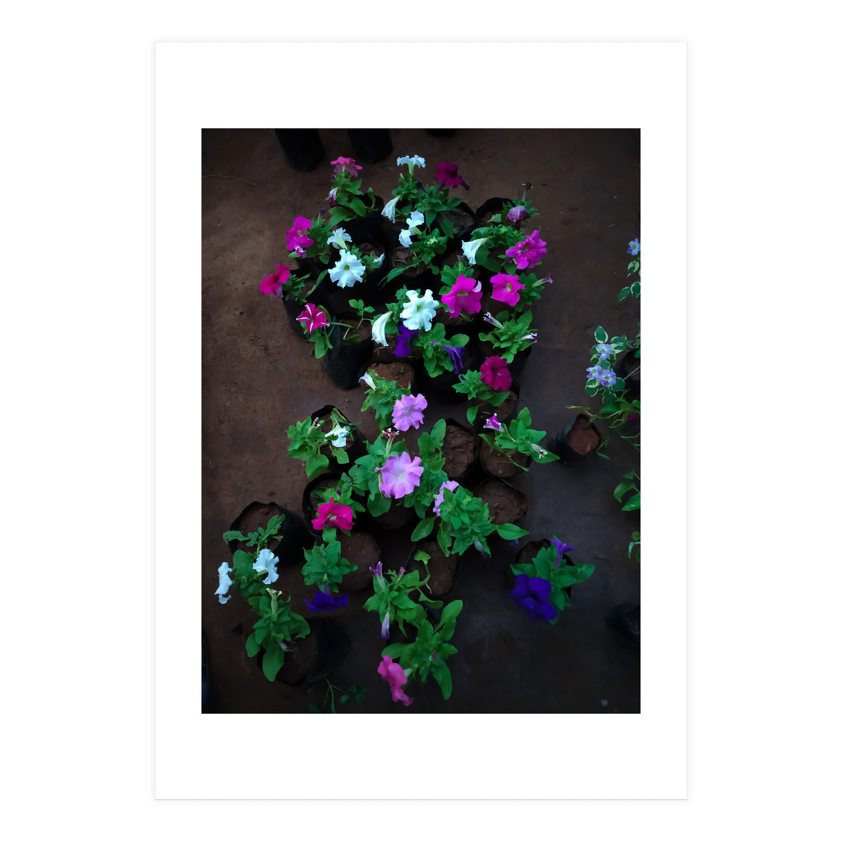 Beautiful Flower Garden (Print Only)
