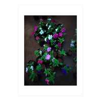 Beautiful Flower Garden (Print Only)