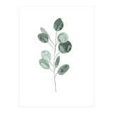 Botanical Illustration Eukalyptus2 (Print Only) thumbnail