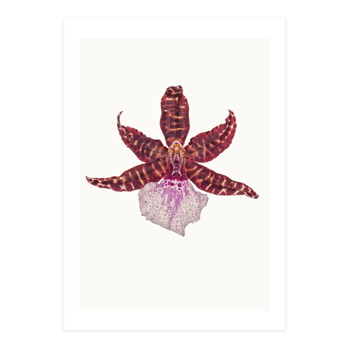 Cc Flower 05 (Print Only)