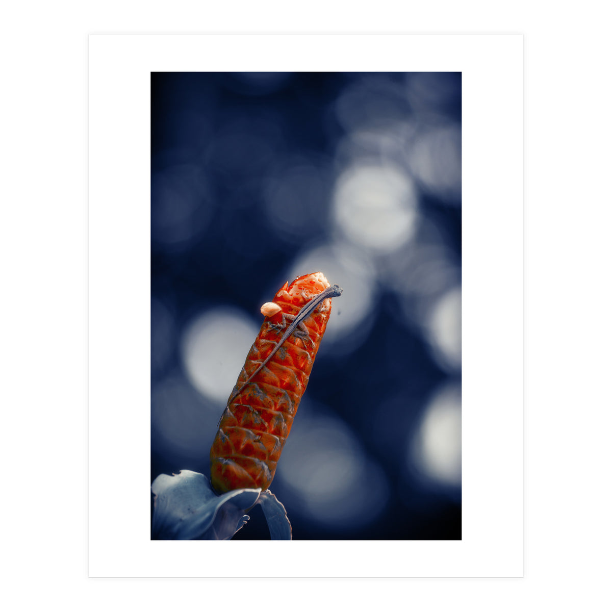 Red Ginger Flower (Print Only)