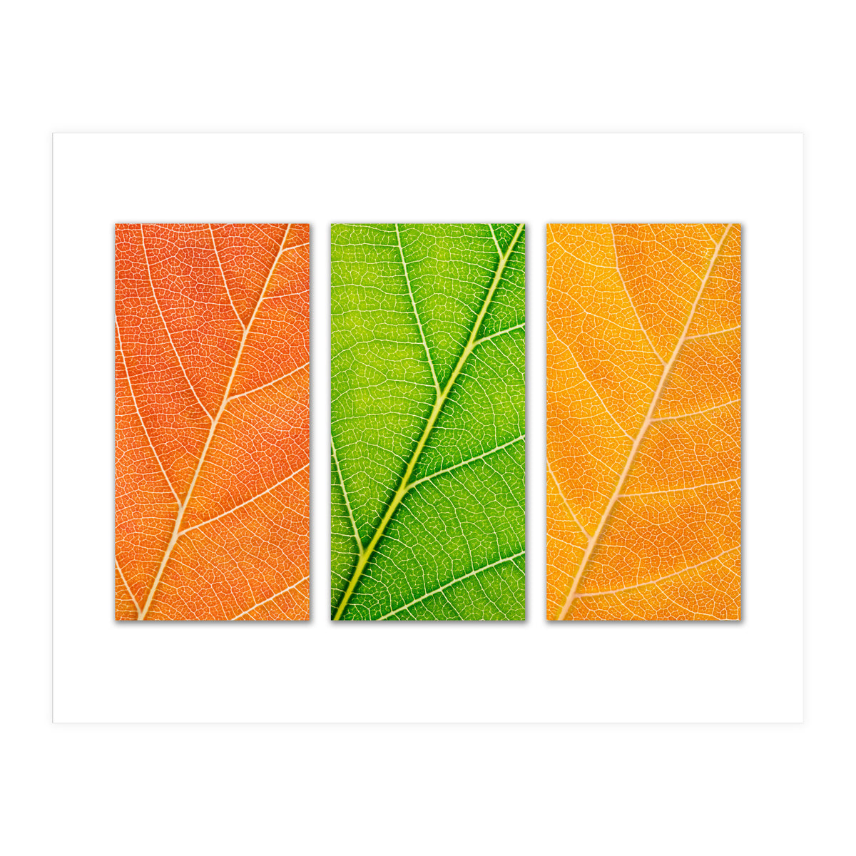 Autumn Leaves (Print Only)