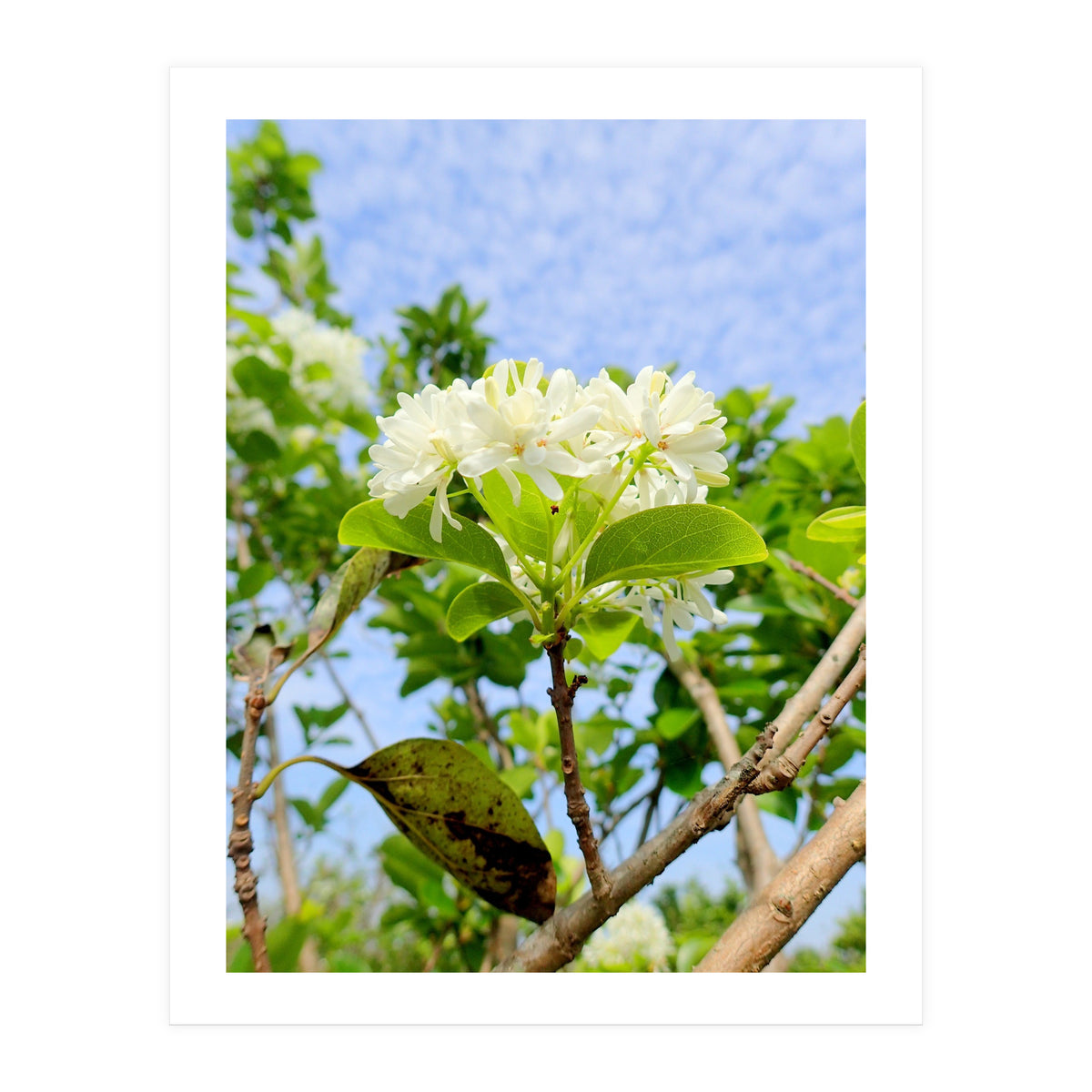 Glowing  (Print Only)