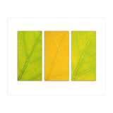 Autumn Leaves (Print Only) thumbnail