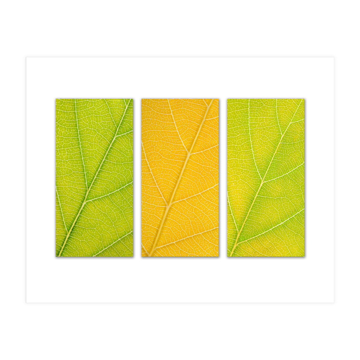 Autumn Leaves (Print Only)