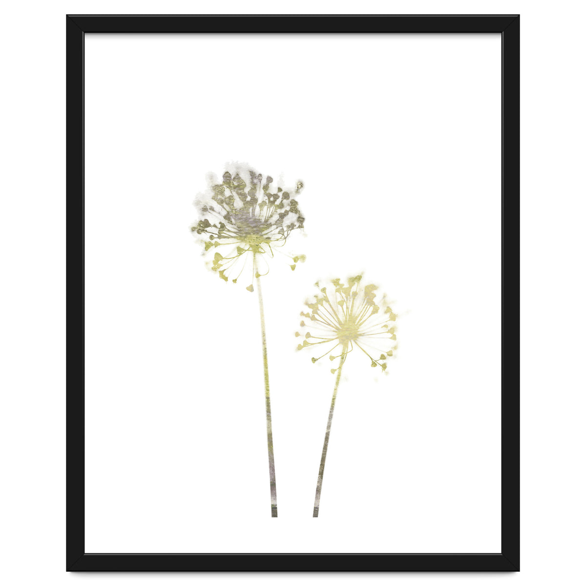 Neutral Dandelions