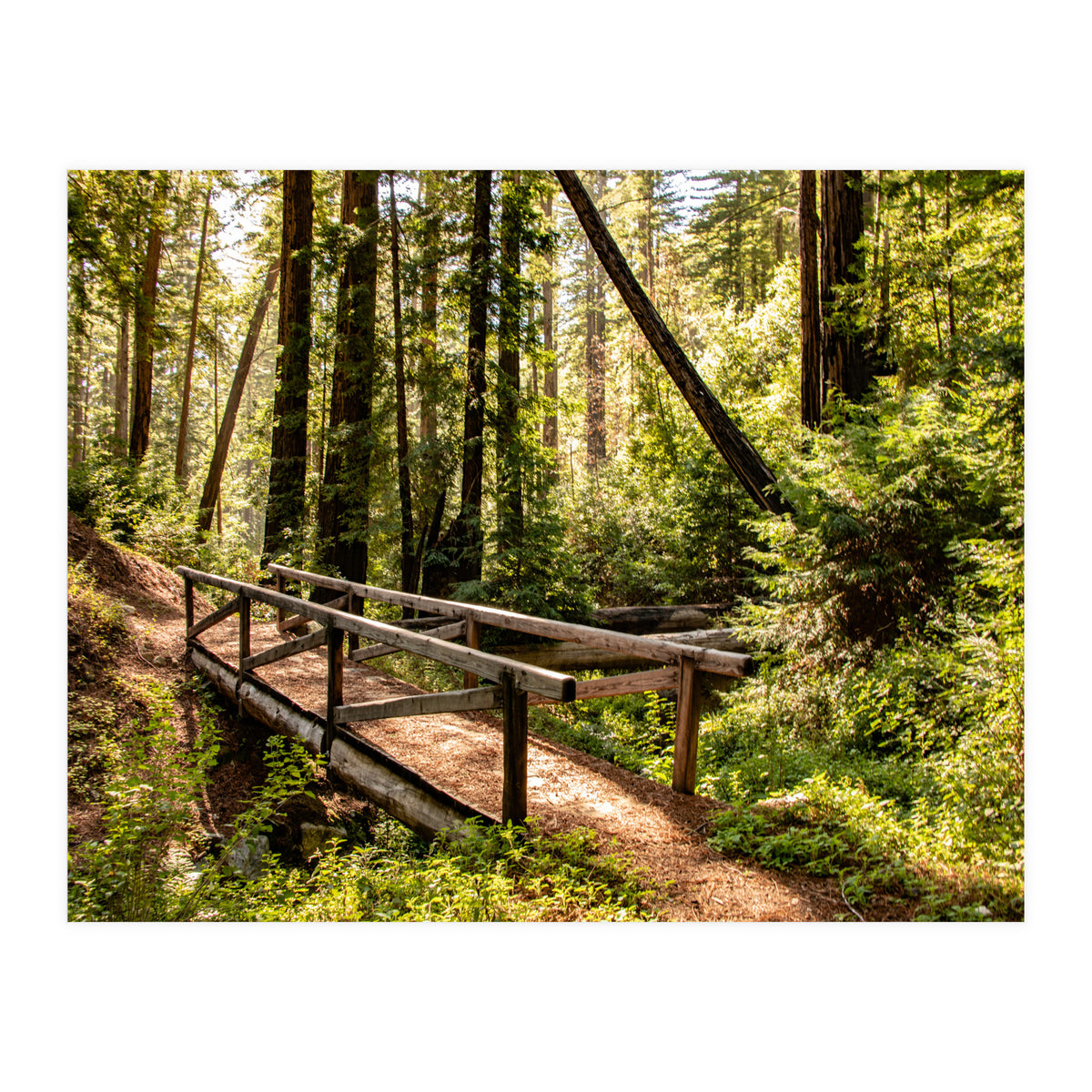 Ewoldsen Trail Bridge  (Print Only)