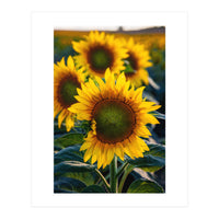 Summerflower (Print Only)