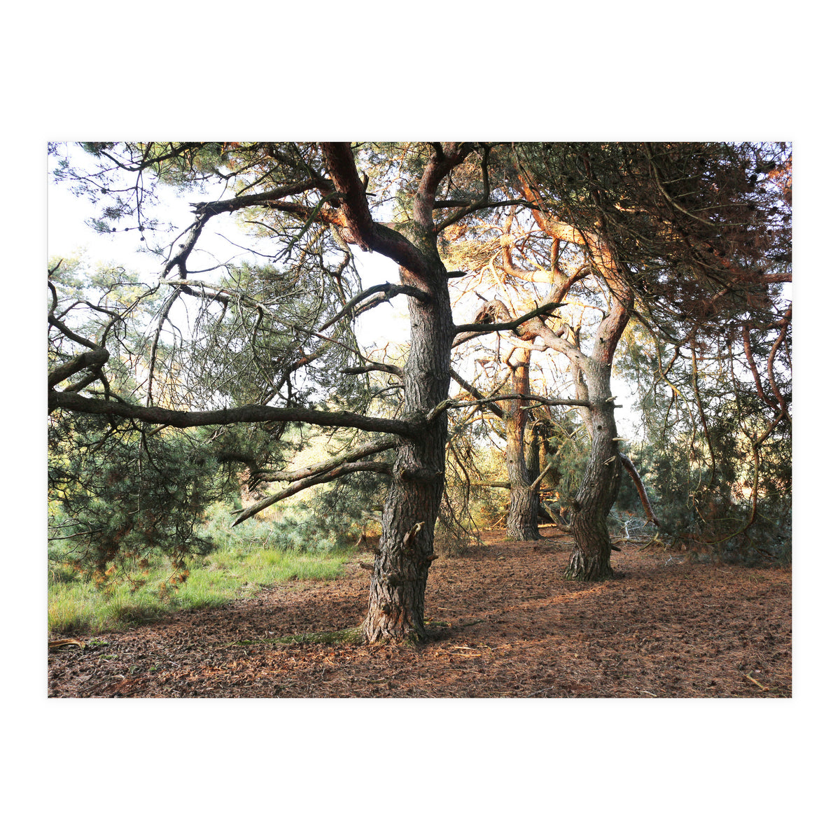 Pine Trees (Print Only)