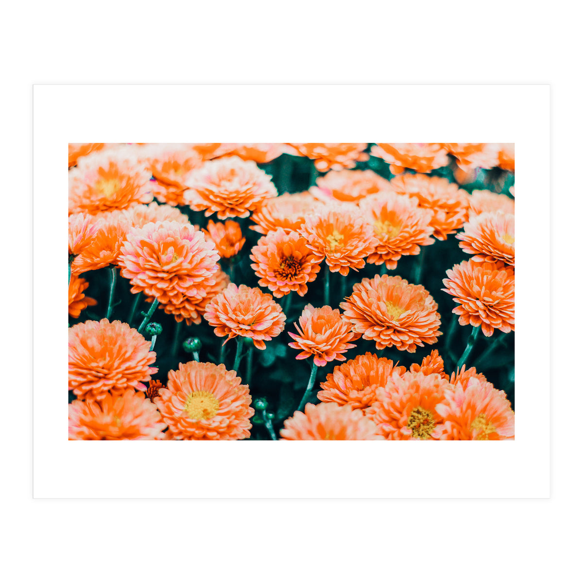 February (Print Only)