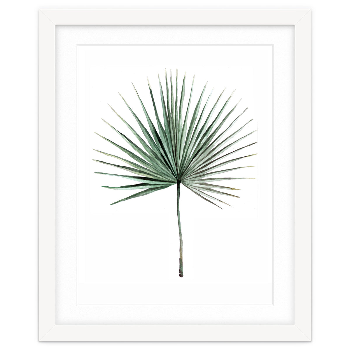Botanical Illustration Fanpalm