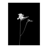 Freesia | dark design  (Print Only) thumbnail