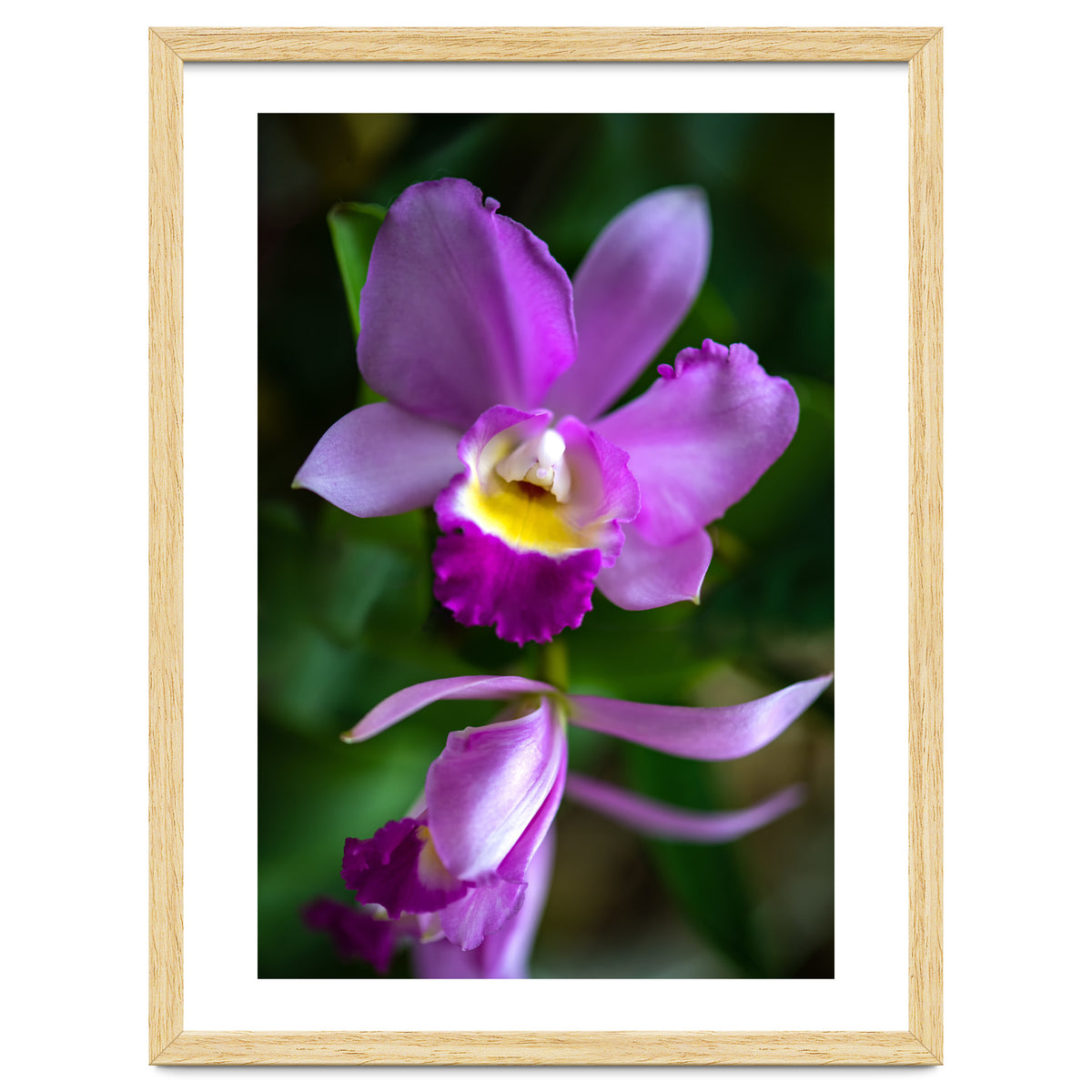 Cattleya Orchidee