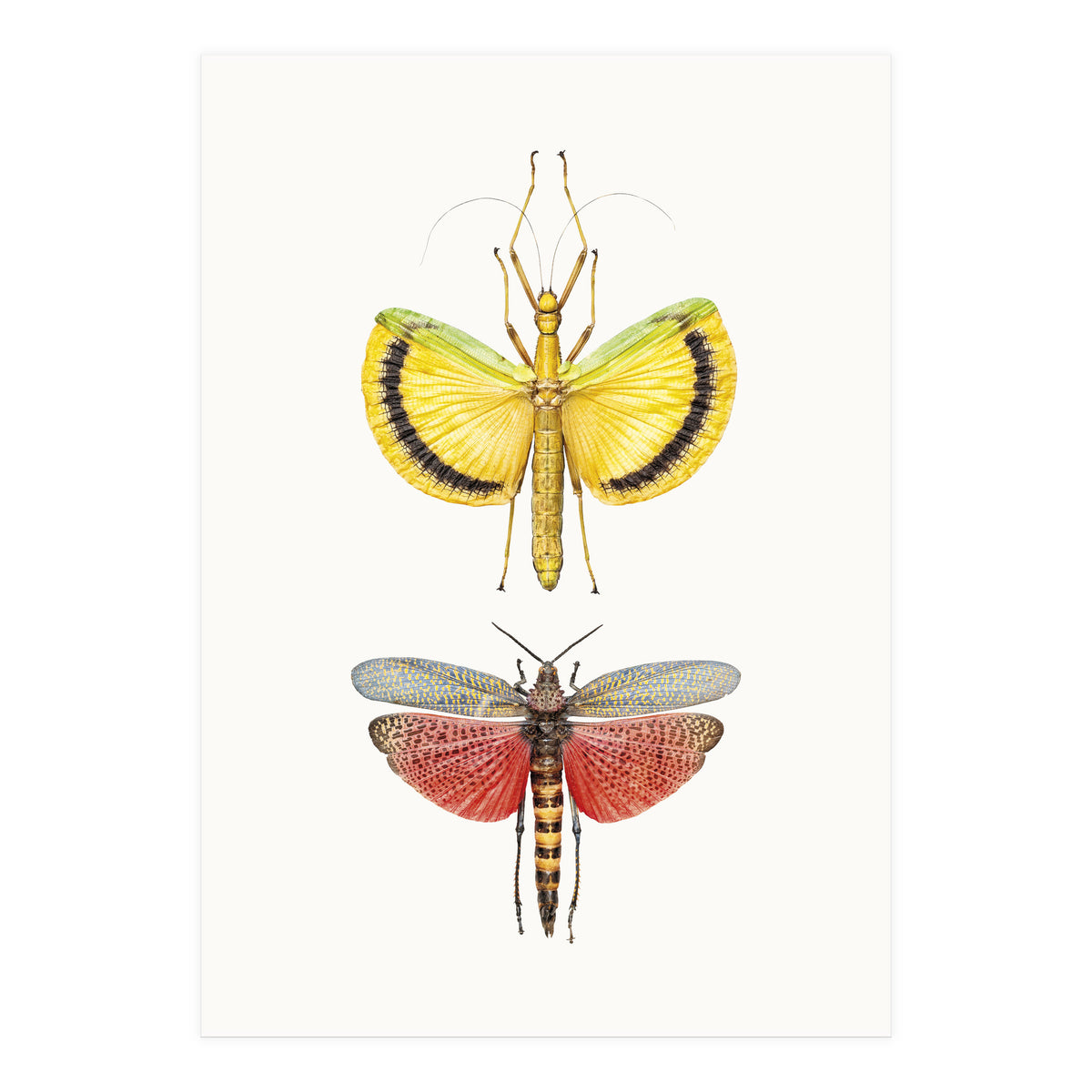 Cc Insects 08 (Print Only)