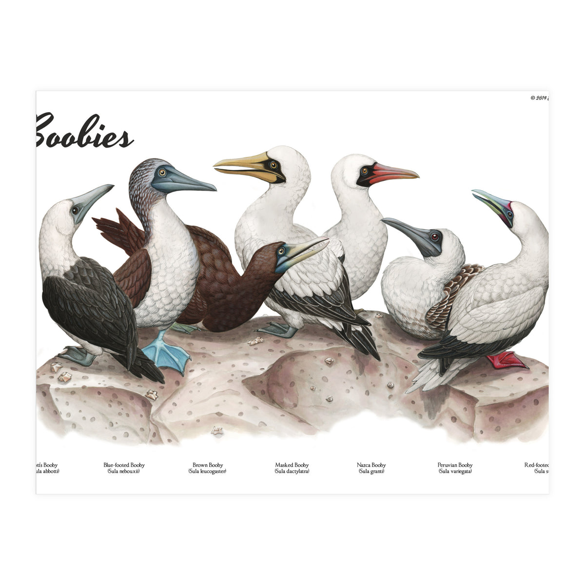 Boobies (Print Only)