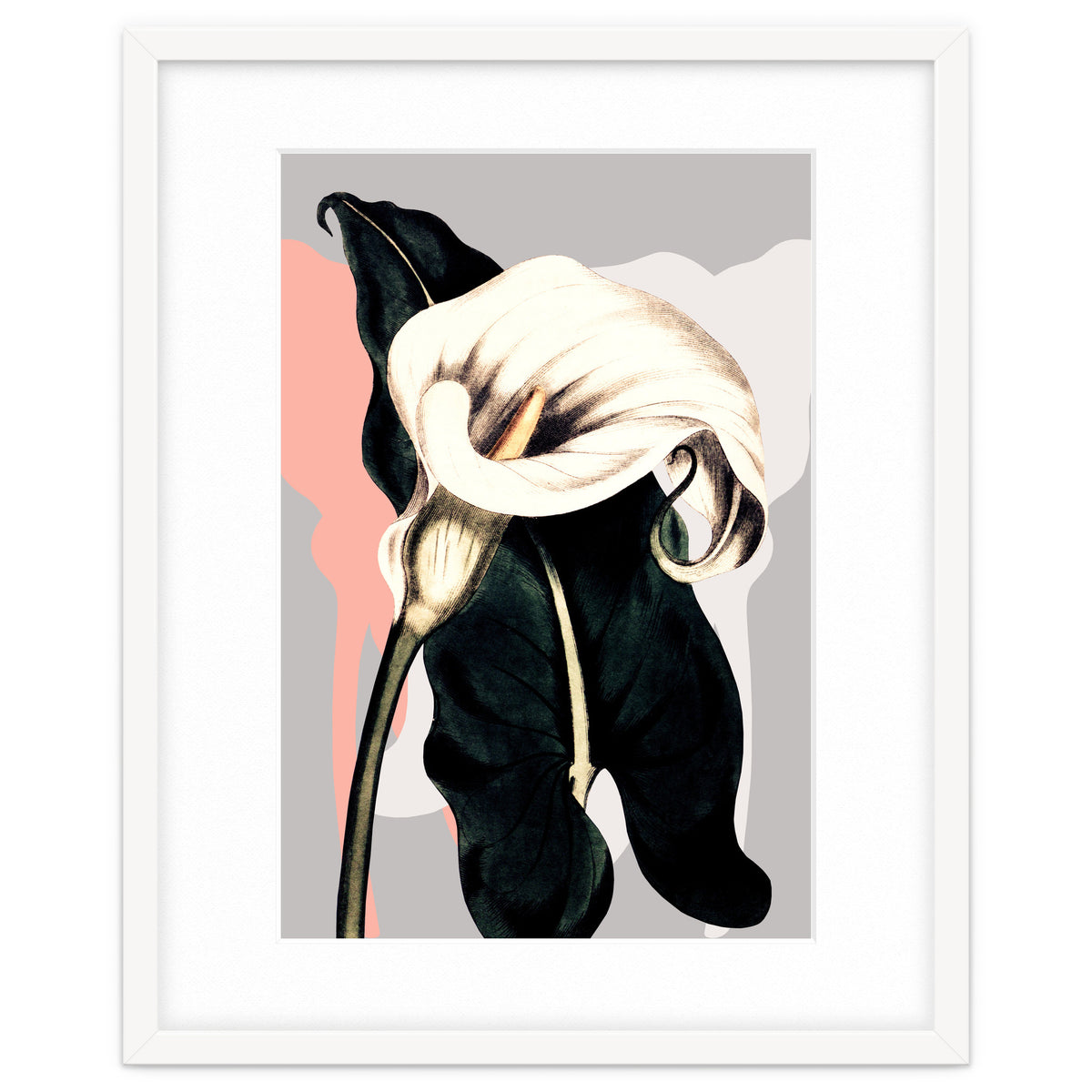 Calla lily flower