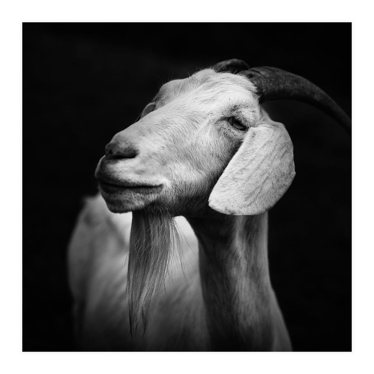 Billy Goat Adam (Print Only)