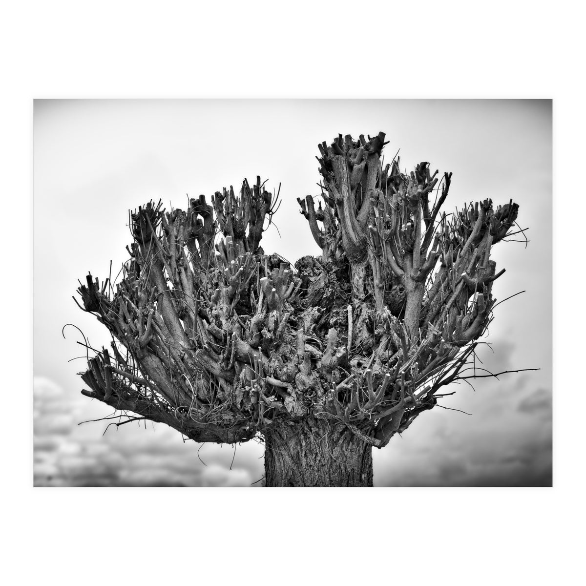 Cut down tree top (Print Only)