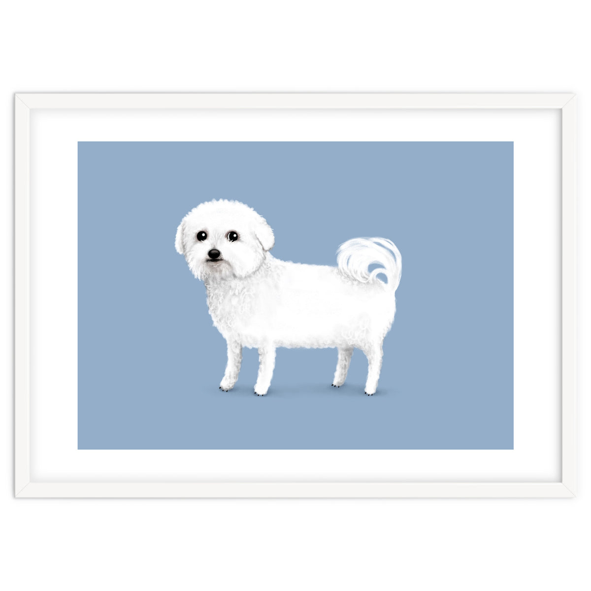 Bichon Frise