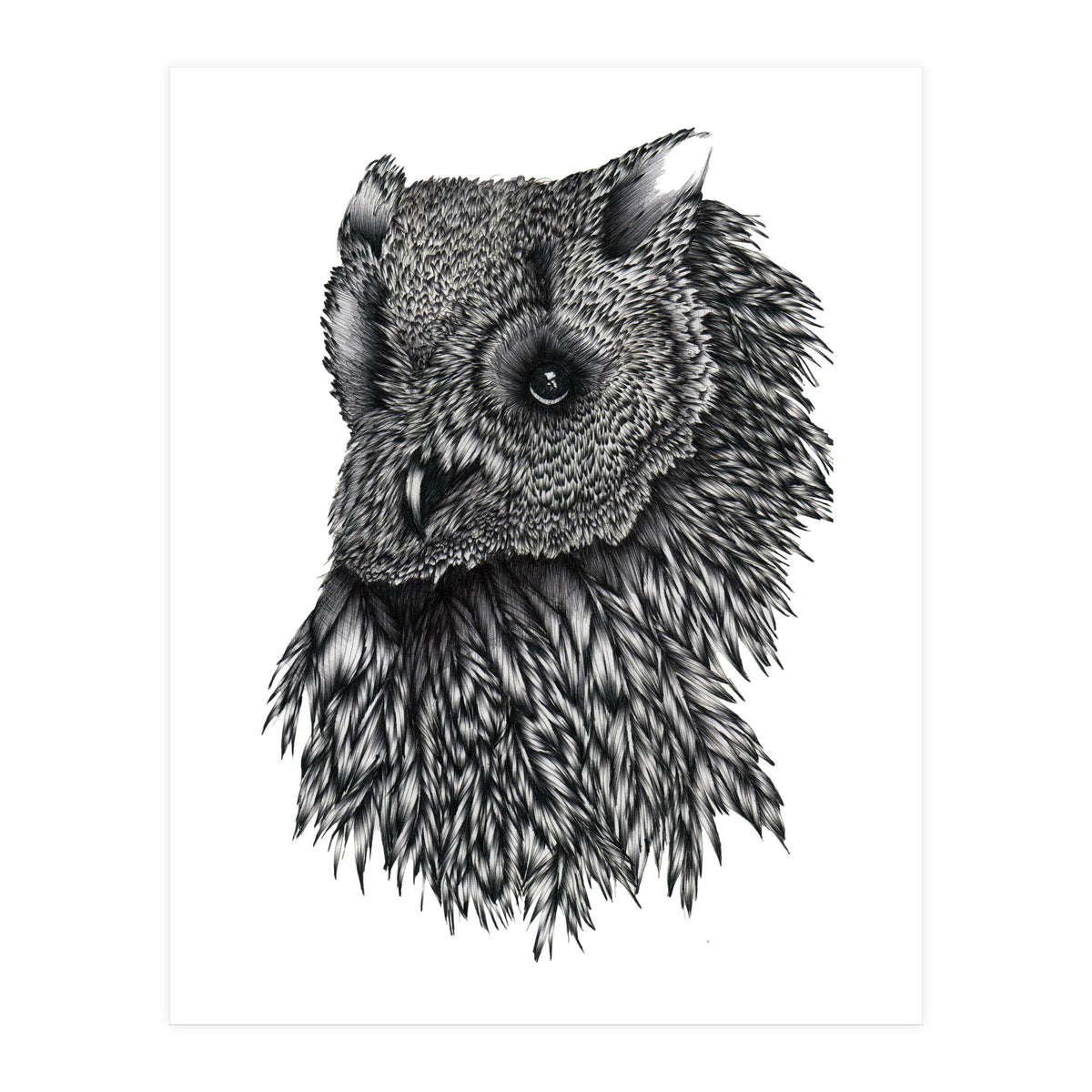 Forsythe (Print Only)