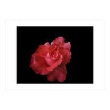 Coral Rose (Print Only) thumbnail