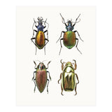 Cc Insects 09 (Print Only) thumbnail
