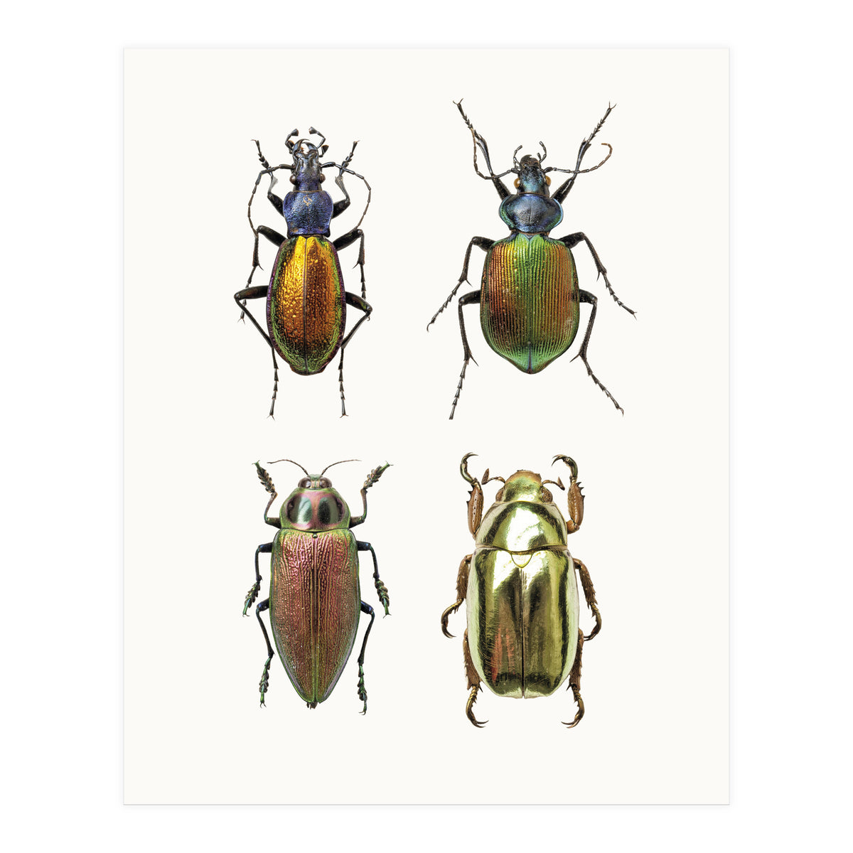 Cc Insects 09 (Print Only)