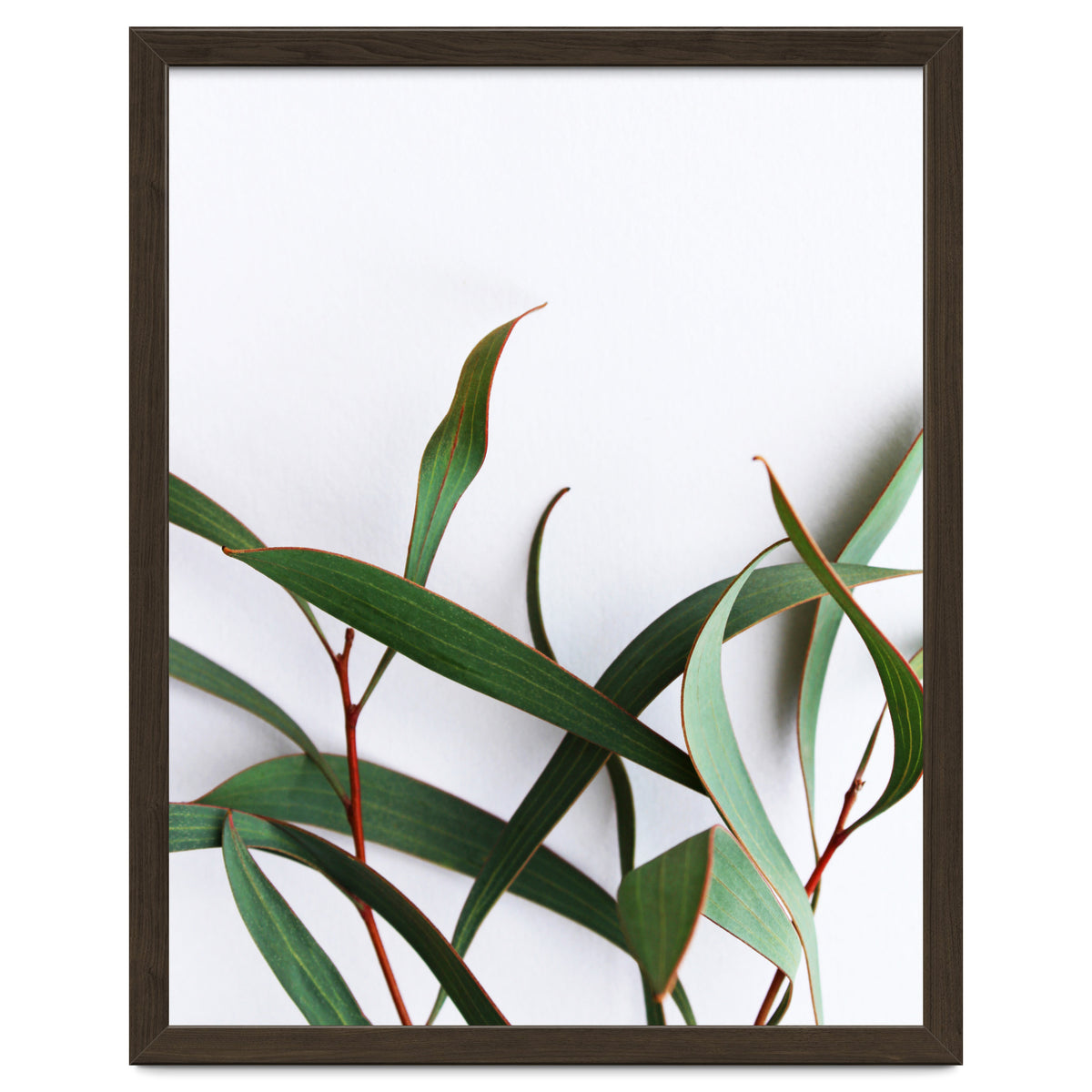 Green Eucalyptus leaves