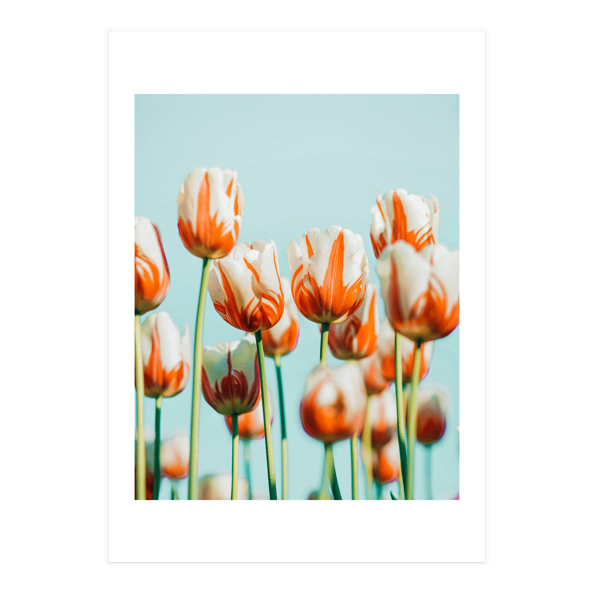 Estelle (Print Only)