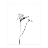 Freesia | bright design (Print Only) thumbnail