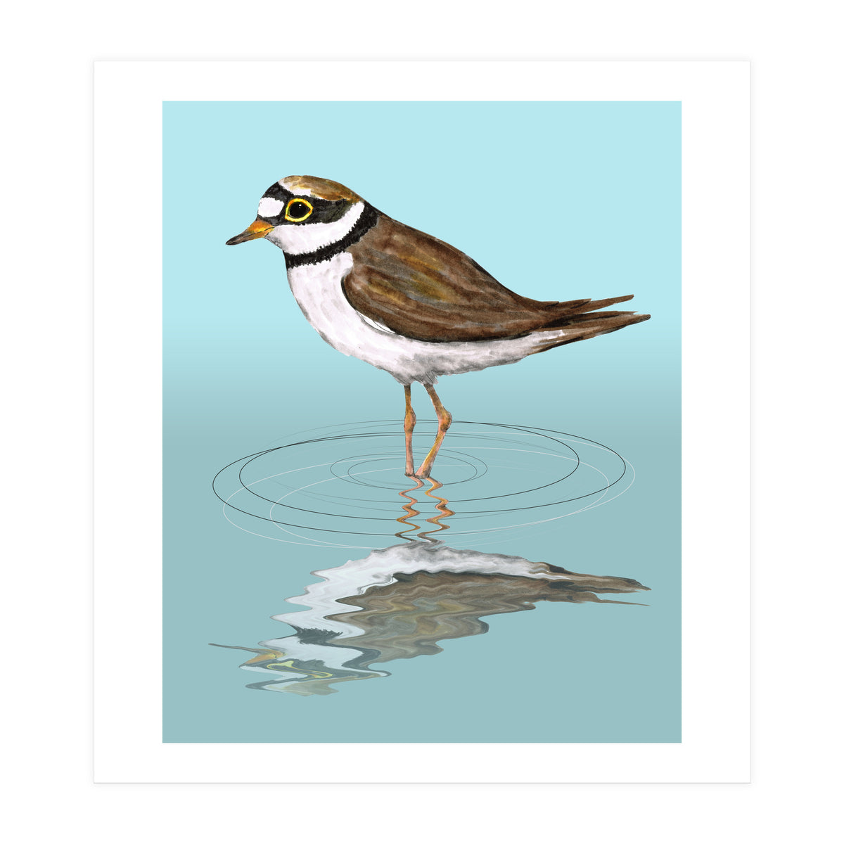 Little ringed  plover (Print Only)