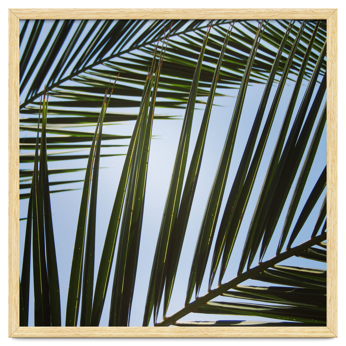 palm fronds