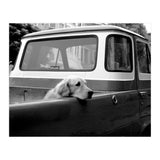 San Francisco (Print Only) thumbnail