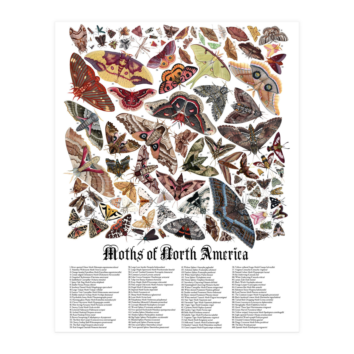 Moths of North America  (Print Only)