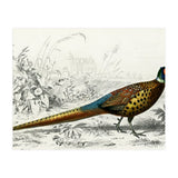 Ring-neckrd pheasant illustrated (Print Only) thumbnail