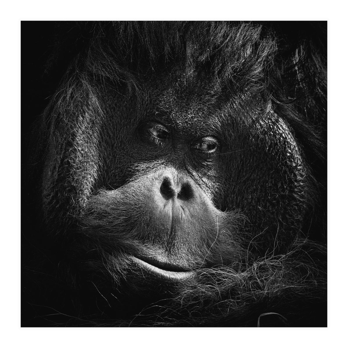 Reasoning (Print Only)