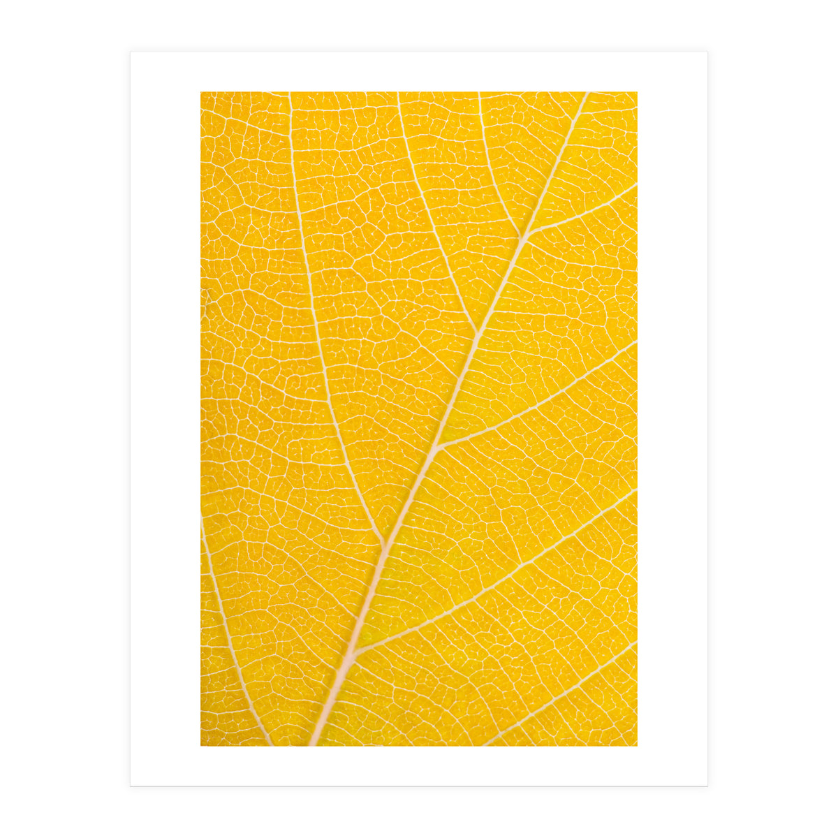 Autumn Leaf (Print Only)