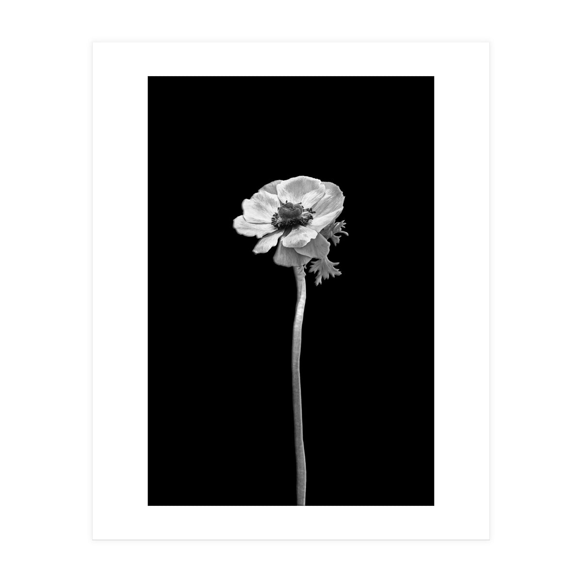 Anemone coronaria | dark design  (Print Only)