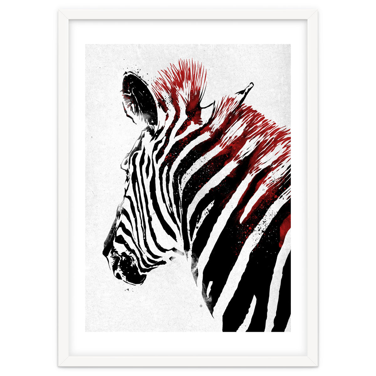 Zebra