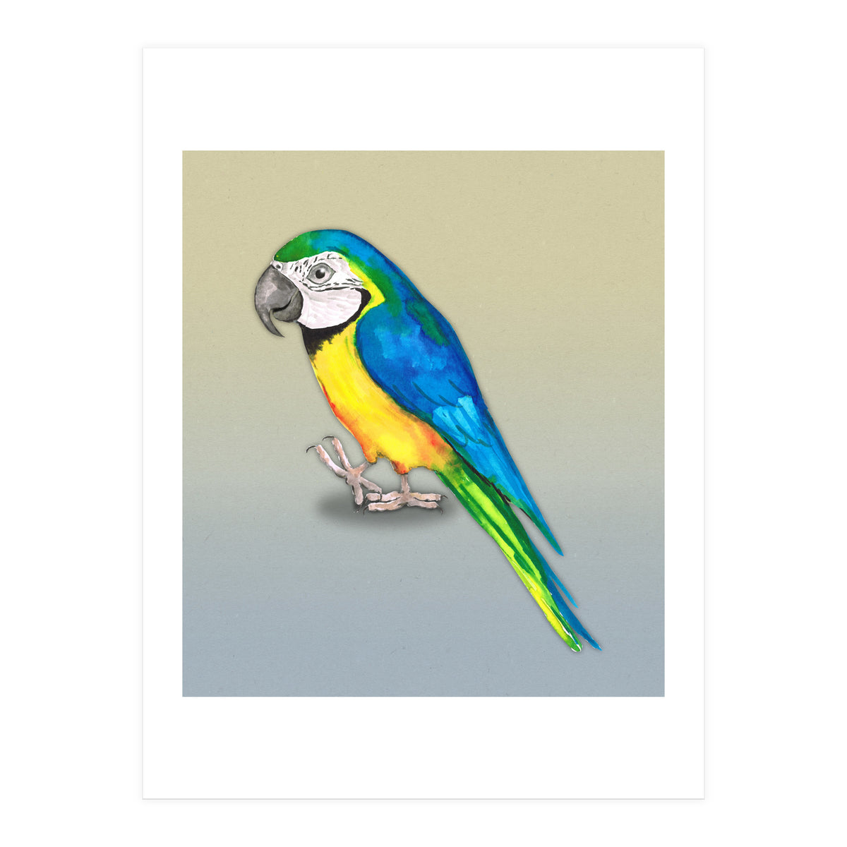 Blue and yellow macaw (Print Only)