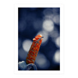 Red Ginger Flower (Print Only) thumbnail