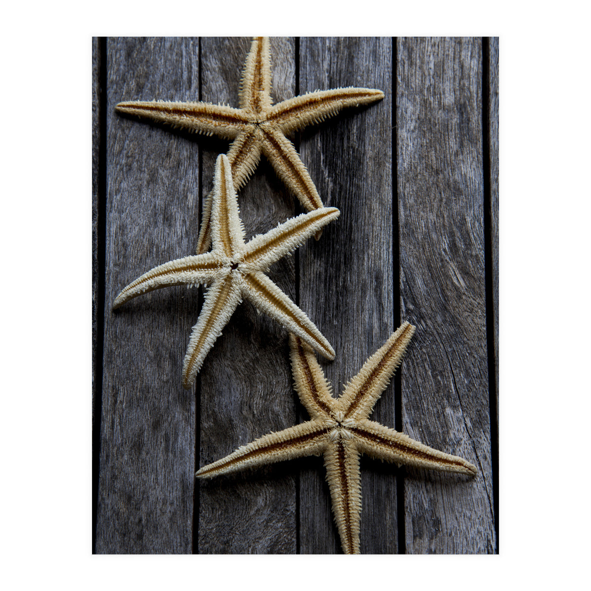 Starfishes in wooden (Print Only)