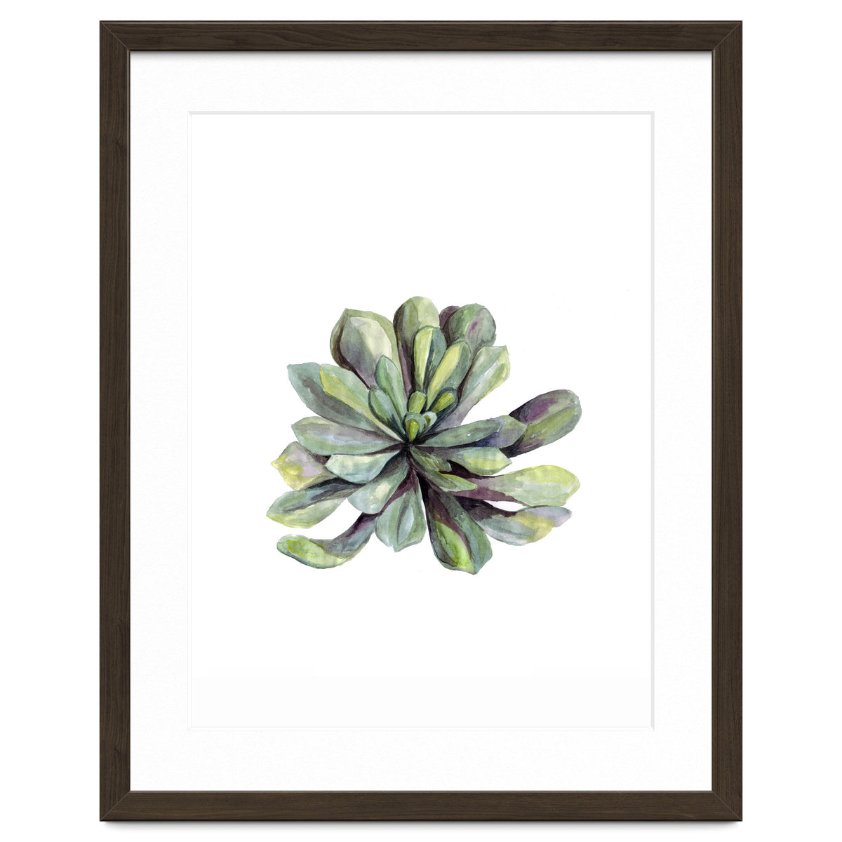Botanical Illustration Succulent