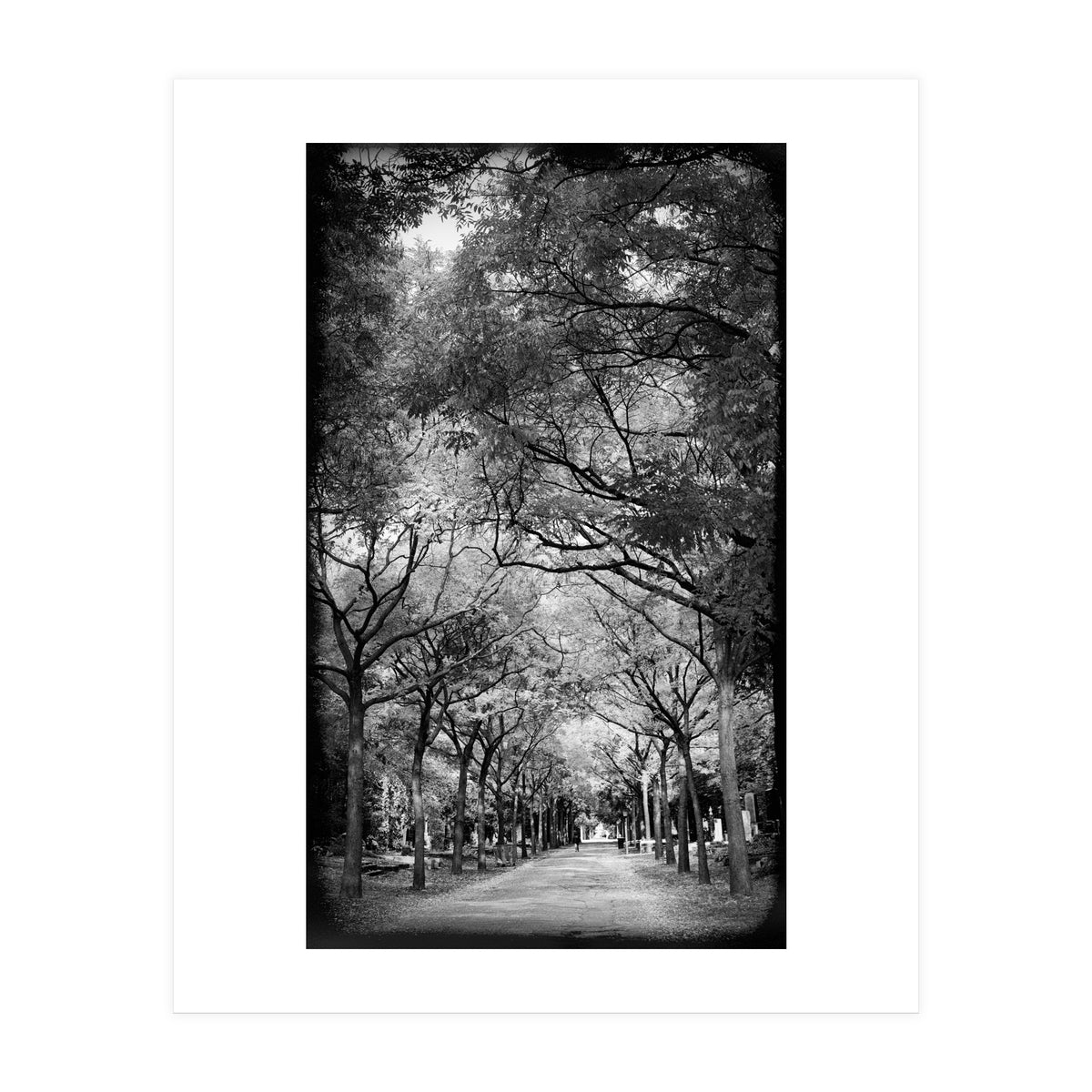 Cemetery alley (Print Only)