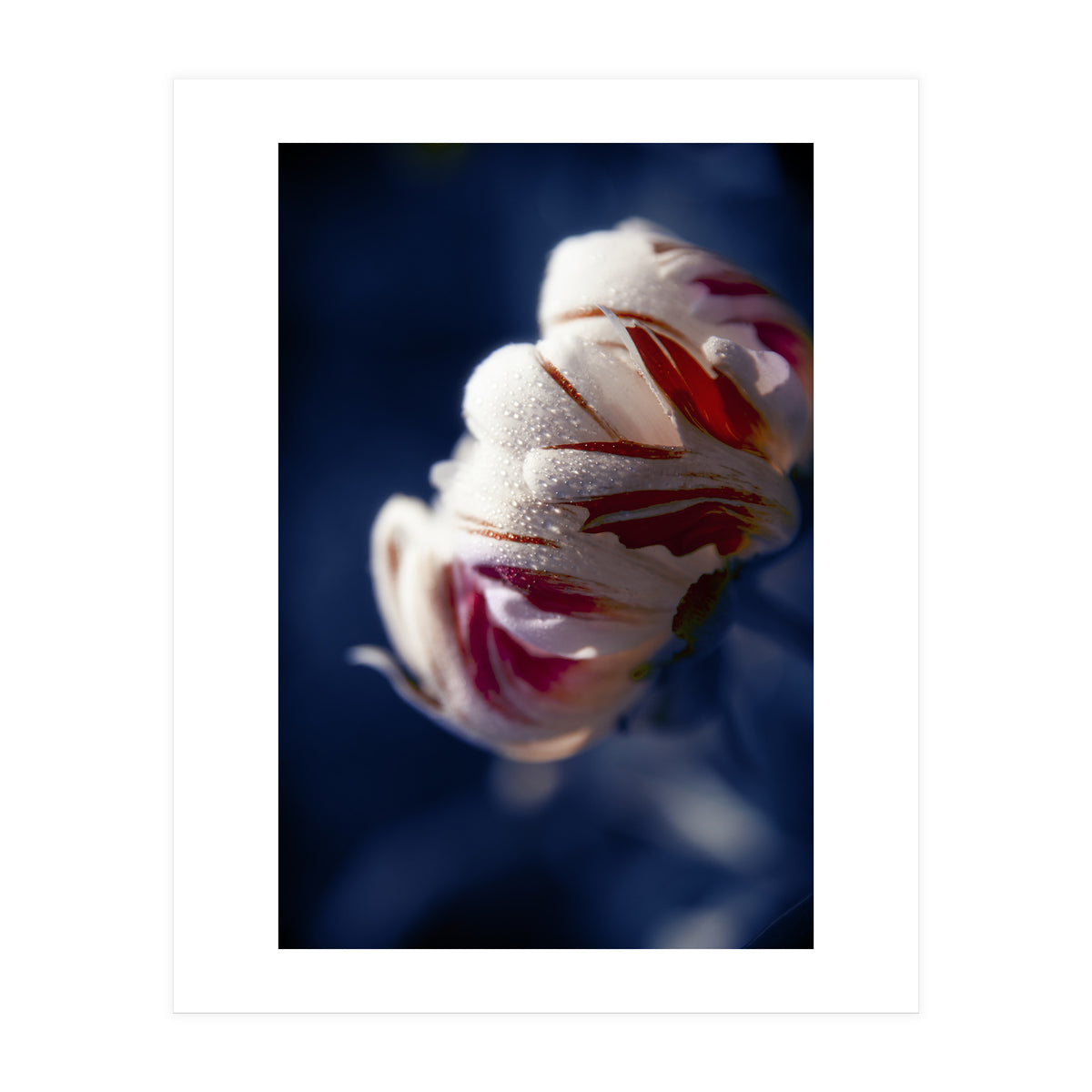 Drops White Flower (Print Only)