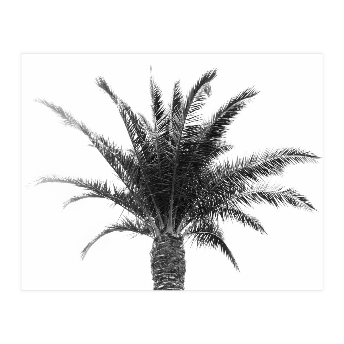 Palm Tree (Print Only)