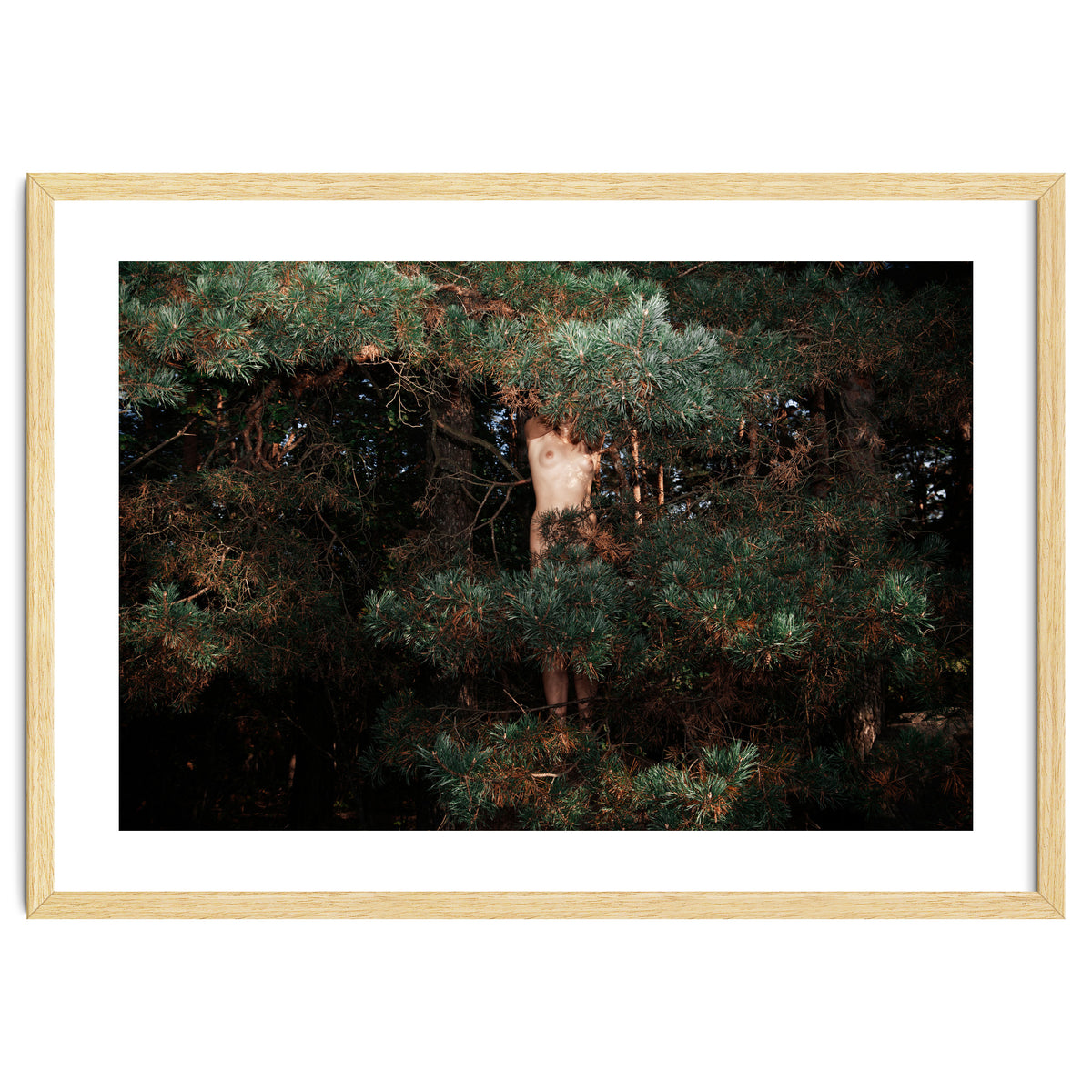 The Eyes of the Forest